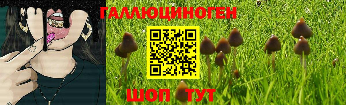 Выкса  Псилоцибиновые грибы Psilocybe  Вход с VPN 
